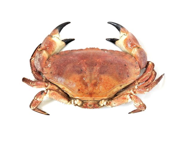 Cornish Crab (Whole)