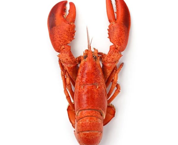 Whole Cornish Lobster