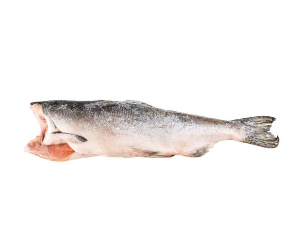Pink (Hump-Back) Salmon